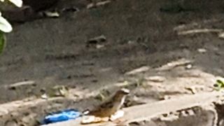 Sparrow struggling for food