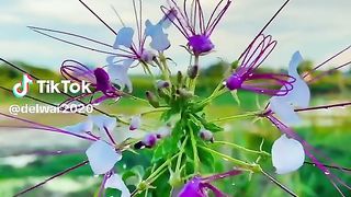 Most Beautiful flowers in world