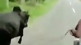 RUN with cow