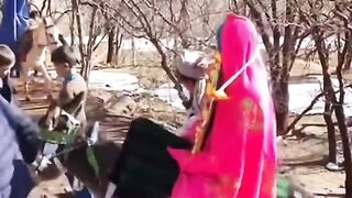 Funny donkey