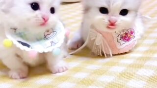 Cute kitty