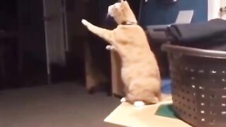 Caretaker record this footage a few hours after his doggo passed away ????????