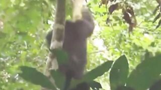 Regardez comment défendre la mère singe sur son fils ...! (Guépard contre les singes).