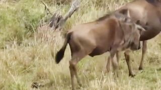 Léopard Vs buffle Incroyable bataille pour la survie .