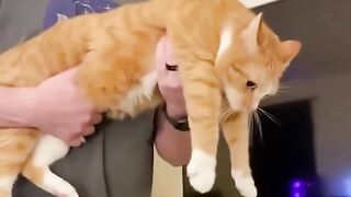funny cats and dogs