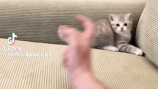 cat Kung Fu fight
