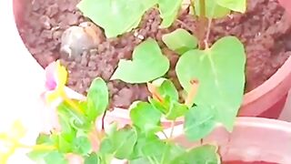 my plants