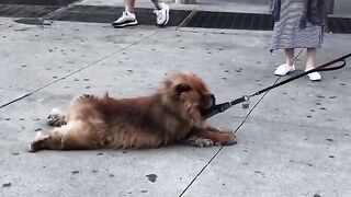 Funniest DOGS of TikTok Compilation ~ Try Not To Laugh ~ Cute Puppies TIK TOK