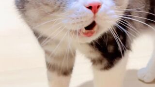 Oh nom nom#catdebate