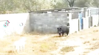 Animal videos