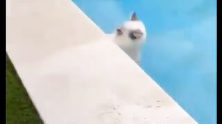 Cutest cat