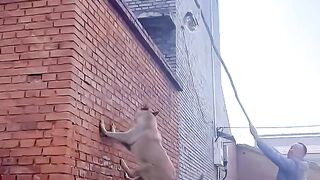 Dog's love ????