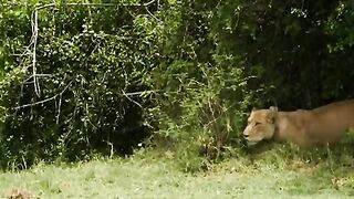 Look at lion's hunting