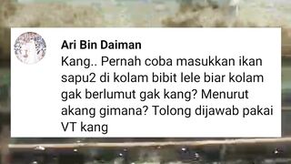 Jika memasukan ikan SAPU-SAPU kekolam lele untuk membasmi LUMUT bisa atau tidak❓