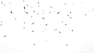 A Symphony in Flight: Birds Flock and Fly.