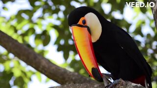 The Enchanting Melodies of the Toucan Bird's Song.