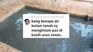 4 Penyebab air kolam BERUBAH WARNA setelah memberi pakan alternatif EMON REBUS