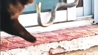 Cat vs snacks