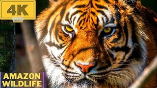 Wild animal's collection