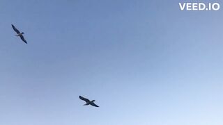 Blue Sky Soarers: Birds in the Infinite Azure