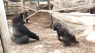 Monkey Mating in zoo Videos ● Funny Animals - Monkeys mating in the zoo video
