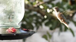 Birds and nature