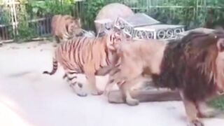 The battle of the lion and the tiger, challenging the beasts in the world of the wild.