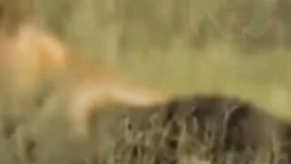 Lions Hunt Buffalo Calf Left Behind by Herd