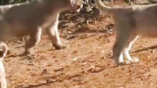 ????LIONS ATTACK BUFFALO WITH NEWBORN CALF