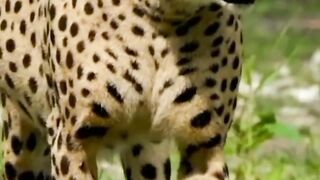 Closest view of Wlid animal's