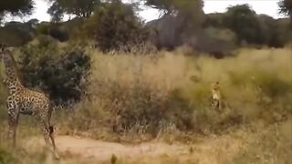 Terrible.. A brave giraffe attacks a lion and saves the life of her child - the beneficiary is the hyena