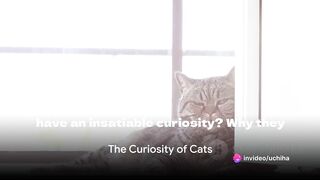 Curiosity Unleashed: The Feline Enigma