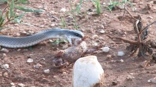 Serpentine Symphony A Mesmerizing Encounter with Enigmatic Snakes