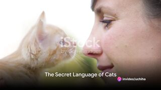 Feline Chatter: Unraveling Cat Communication
