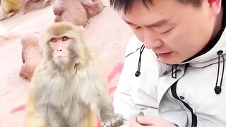 The Monkey best video
