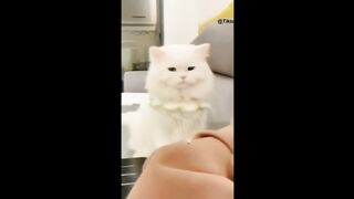 FUNNY CAT MEMES ???????? and MOST TRENDING KITTENS ???? Moments of Cute Anime