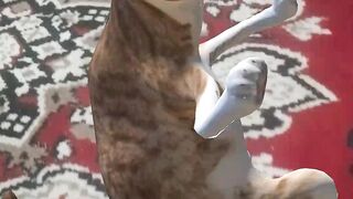 Cute cats ❤️