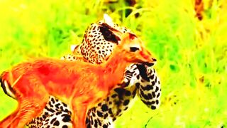 Cute Animals ????