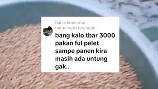 Tebar bibit lele 3000 ekor pakan full pelet, kira-kira ada keuntungannya gak ya❓