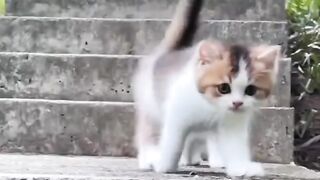 cute and adorable cats walking & enjoying himself together