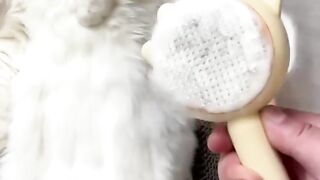 Brushing My Cat Is SO Satisfying way..????????