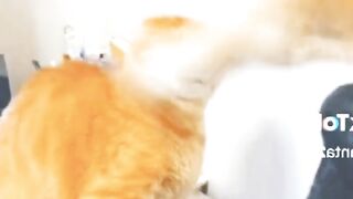 قطة قوية
