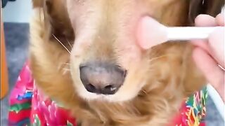 Funny dog