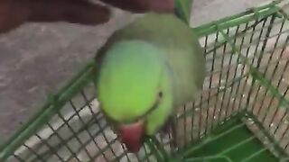 Pakistani parrot taking