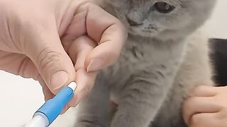 How to give a Medicine to a Cat...