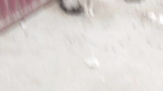 my beautiful cat
