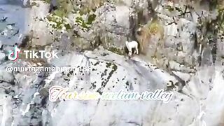 The 10-year-old girl of Neelum Valley surprised everyone... The 10-year-old girl saved the life of a goat by playing with her own life.