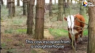 Saving life of animals