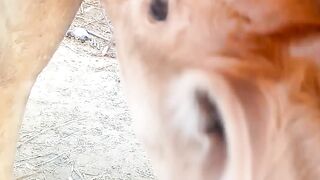 Cow feeding baby