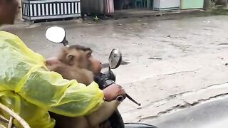 Funny monkey#fyp